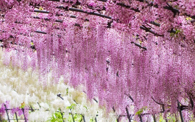 Mách bạn 5 địa điểm ngắm hoa tử đằng vạn người mê khi du lịch Nhật Bản